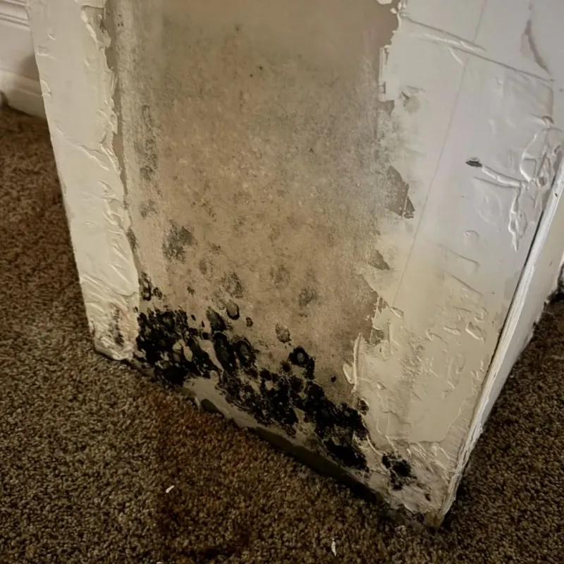 Professional Mold Removal in Newport, WA